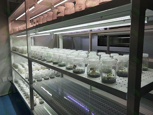 南谯植物组织培养实验室设计建设方案